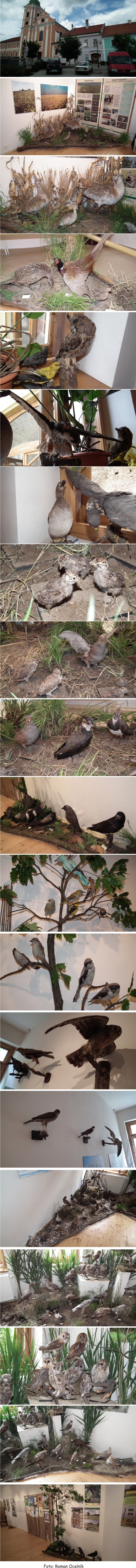 Výstava vtáctva Podunajska