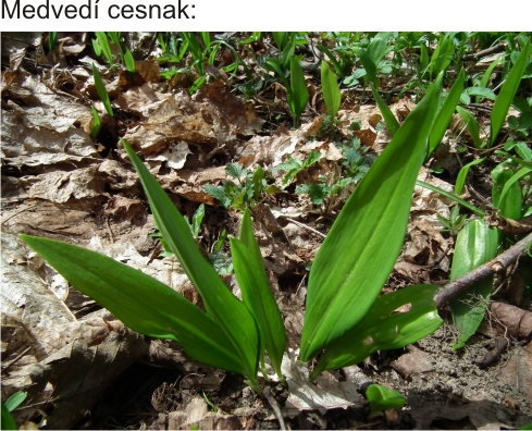 Medvedí cesnak